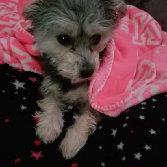 Meet your Posher, Vanessza 🐠Posh Ambassador🐠 - Picture 9 of 16